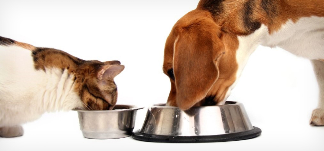 Nutrición para mascotas Buddy Pets